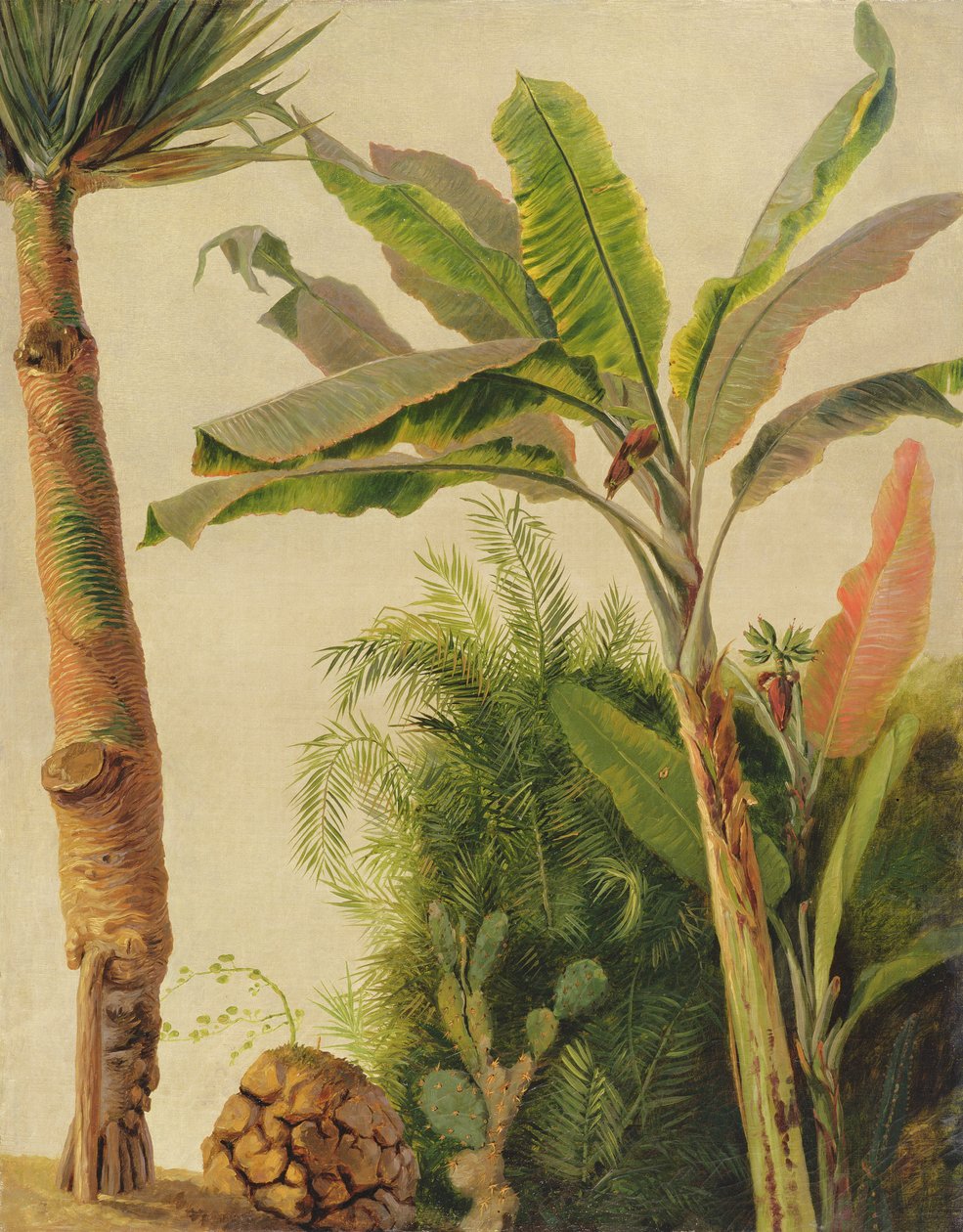 Árbol de plátano, c.1865 de Frederic Edwin Church