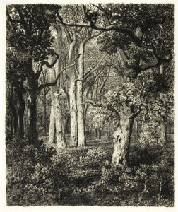 Viejos robles en Bas Bréau