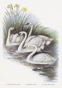 El cisne cantor, El cisne de Bewick, El cisne mudo