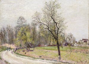 El borde del bosque en primavera, al atardecer