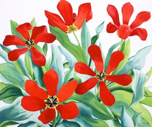 Tulipanes Madame Lefeber 2