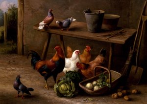 Gallinas, palomas y tórtolas