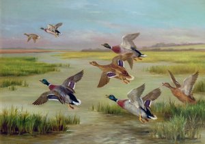 Patos en vuelo (óleo) (una pareja, véase también 24094)
