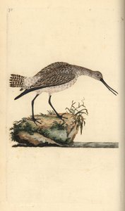 Limosa lapponica, aguja colipinta. Grabado en cobre coloreado a mano dibujado y grabado por Edward Donovan de su propia "Historia Natural de las Aves Británicas", Londres