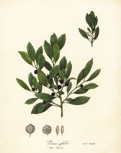 Té de los Apalaches, hojas de tinte, baya de invierno, baya de gallo y baya de tinta, Ilex glabra