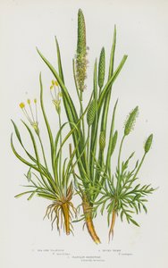 Plantas con flores de Gran Bretaña: Sea Side Plantain, Bucks Thorn, Plantain Shoreweed (litografía en color)