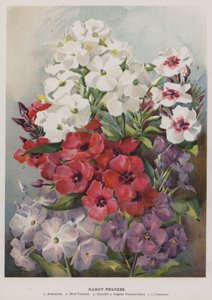 Flores de Phlox resistentes
