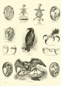 Página de El Museo Pictórico de la Naturaleza Animada de English School
