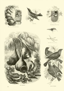 Página de El Museo Pictórico de la Naturaleza Animada de English School