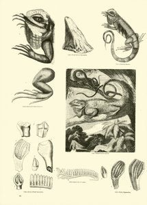 Página del Museo Pictórico de la Naturaleza Animada