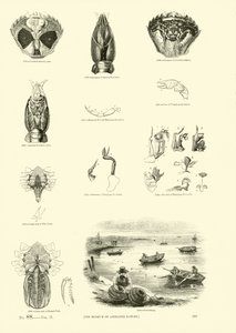 Página del Museo Pictórico de la Naturaleza Animada