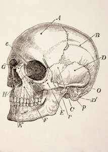El Cráneo Humano, c.1890
