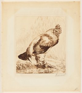 El viejo gallo