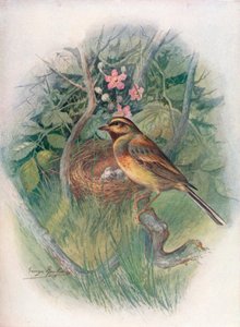 Escribano cerillo - Emberiza cirlus, c1910