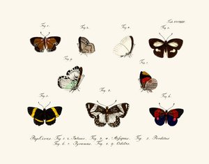 Mariposas