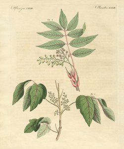 Plantas venenosas extranjeras