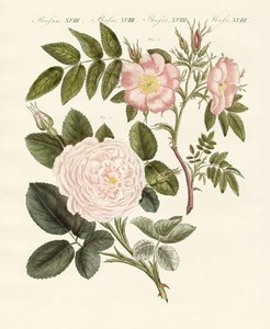 Tipos de rosas