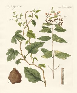 Plantas medicinales