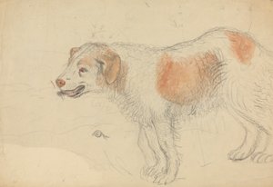 Un perro