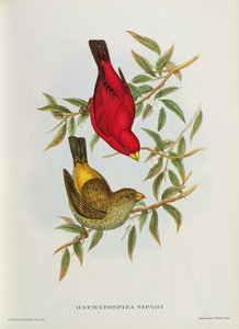 Haematospiza Sipahi, ilustración de 