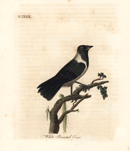 Grajo dauriano, Corvus dauuricus. Grabado a mano coloreado por John Latham de su propia A General History of Birds, Winchester
