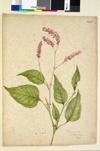 Página 228. Polygonum orientale
