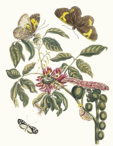 Coronilla Americana Arborescens. Del Libro Metamorphosis insectorum Surinamensium, 1705