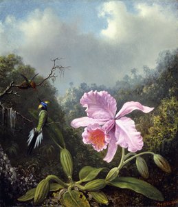 Naturaleza muerta con orquídea y pareja de colibríes, c.1890s