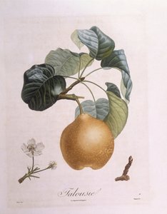 Pera "Talousie", Henry Louis Duhamel du Monceau, placa botánica por Pierre Antoine Poiteau