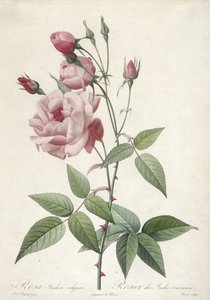 Rosa Indica vulgaris, Rosier des Indes commun, de Les Roses, 1817-24