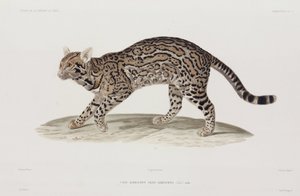 Ocelote, EE.UU.
