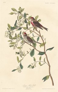 Pardillo Menor, 1837