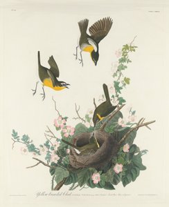 Reinita pechiamarilla