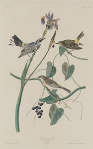 Reinita Coronada Amarilla, 1832