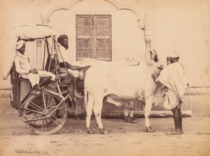 Carro de Bueyes, Delhi