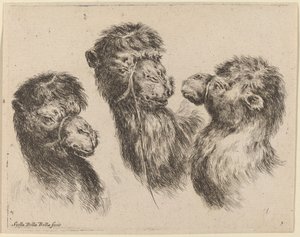 Tres cabezas de camello