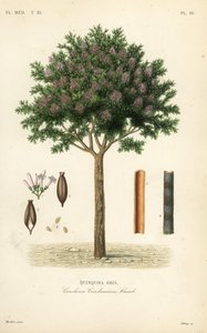 Quina o corteza de cinchona, Cinchona officinalis