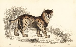 Lince siberiano, Lynx lynx wrangeli (Felis lynx).,1834 (grabado)