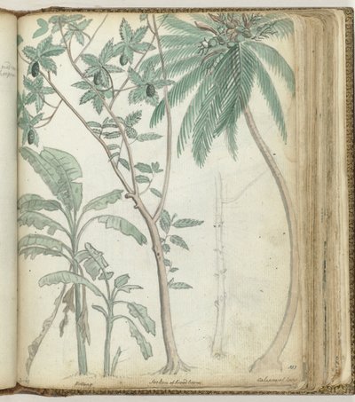 árboles tropicales de Jan Brandes